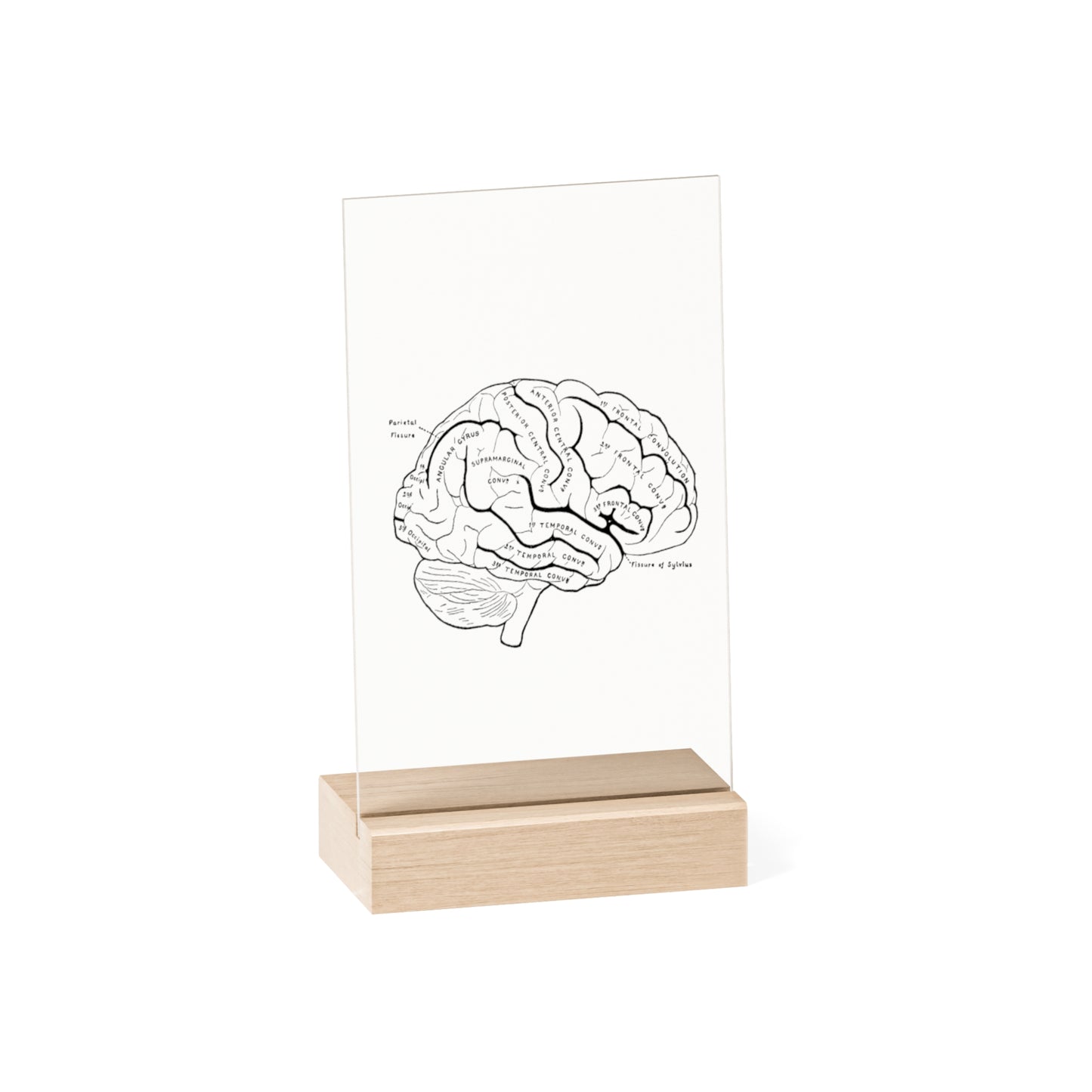 "Brain" Acrylic Plaque with Wooden Stand