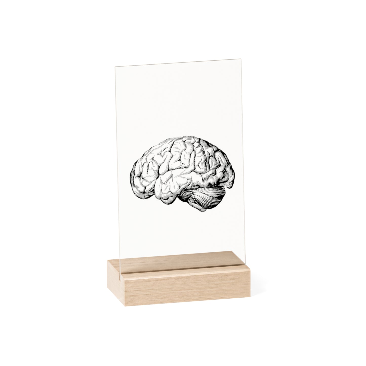 "Brain" Acrylic Plaque with Wooden Stand