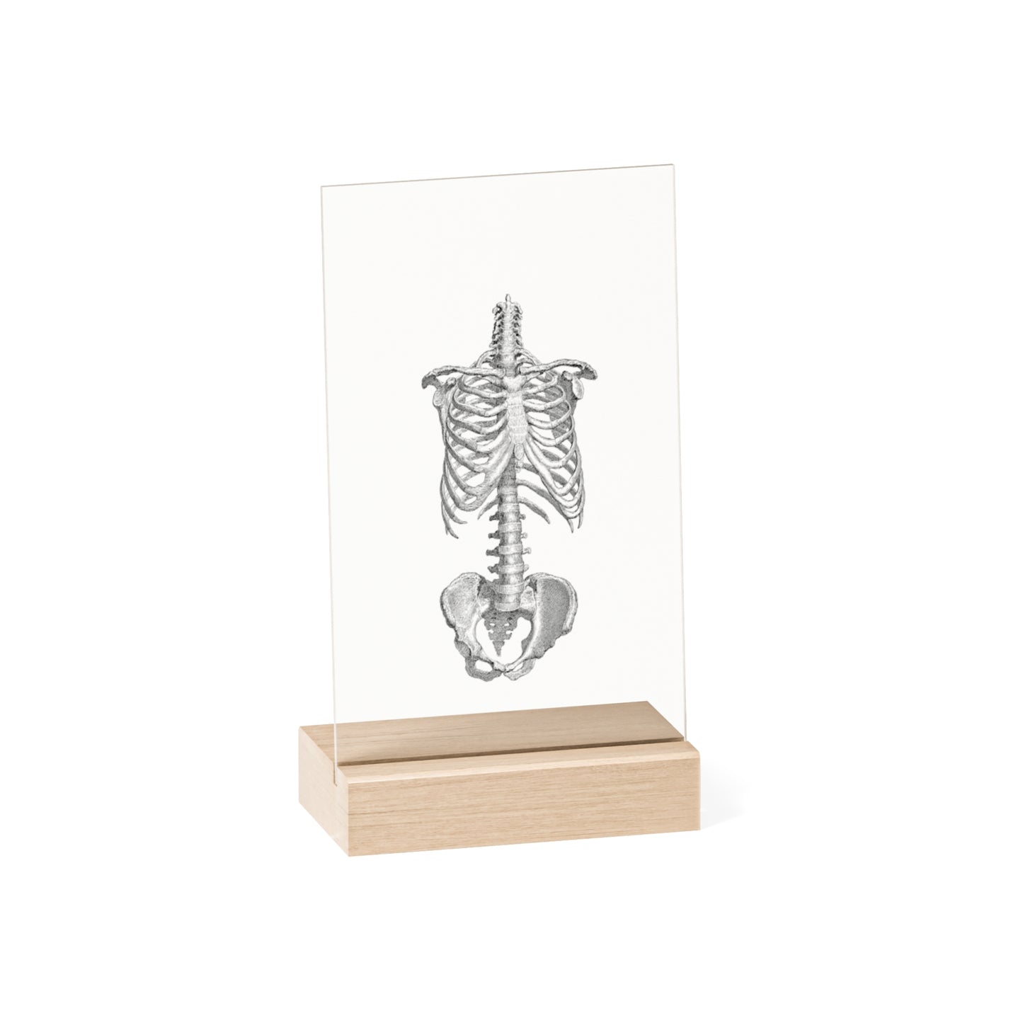 "Bones" Acrylic Plaque with Wooden Stand